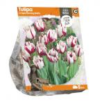 Baltus Tulipa Crispa Flaming Baltic tulpen bloembollen per 5 stuks